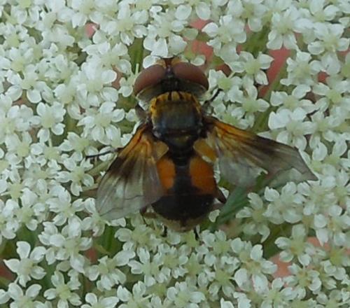 Réf. 211 456 : Ectophasia sp.